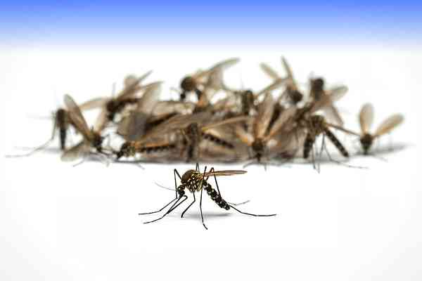 Cockroach Control